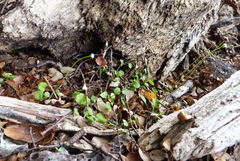 Lagenophora strangulata