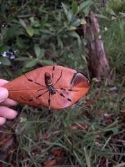 Trichonephila clavipes image