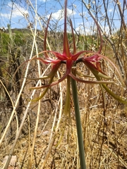 Hippeastrum cybister