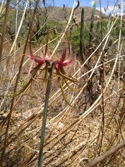 Hippeastrum cybister
