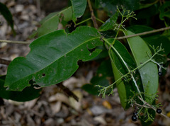 Ixora timorensis