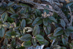 Monardella macrantha macrantha