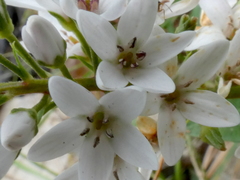 Lysimachia clethroides