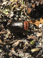 Kuschelina scripticollis