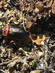 Kuschelina scripticollis