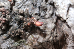 Andricus deciduatus