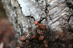 Andricus deciduatus