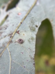 Neuroterus umbilicatus