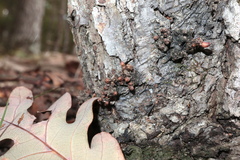 Andricus deciduatus