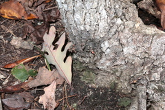 Andricus deciduatus