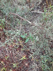 Symphyotrichum divaricatum