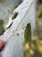 Neuroterus umbilicatus