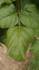 Erythrina rubrinervia