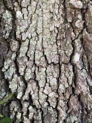 Candelariella reflexa