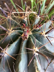 Ferocactus herrerae