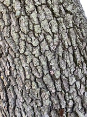 Candelariella reflexa