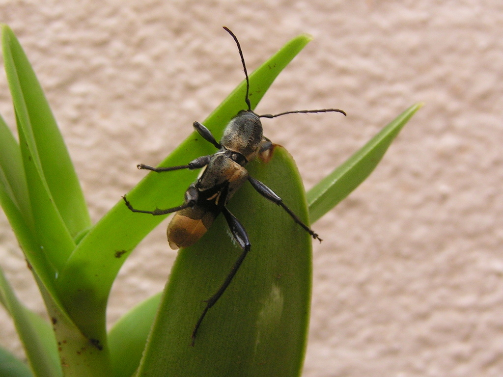 Itaclytus olivaceus