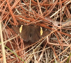 Thorybes pseudocellus