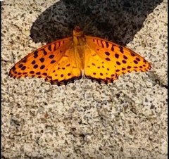 Argynnis hyperbius
