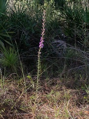 Liatris savannensis