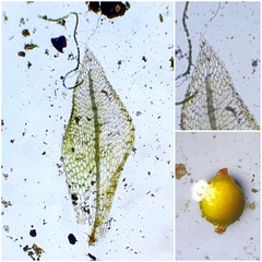 Physcomitrium patens
