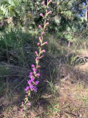 Liatris savannensis