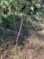 Liatris savannensis