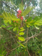 Simarouba
