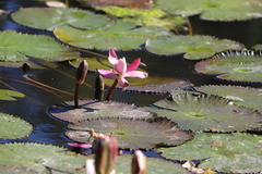 Nymphaea violacea