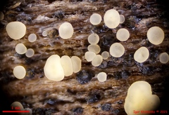 Bisporella subpallida