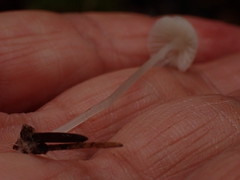 Hemimycena gracilis