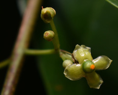 Salacia disepala