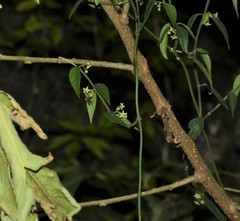 Orthosia