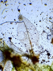 Physcomitrium patens