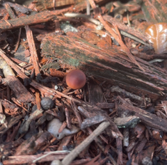 Callistosporium purpureomarginatum