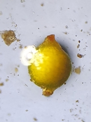 Physcomitrium patens