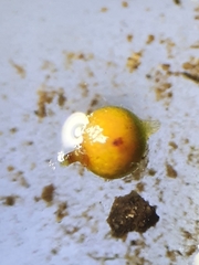 Physcomitrium patens