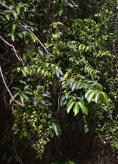 Salacia disepala
