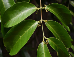 Salacia disepala