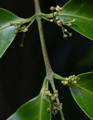 Salacia disepala