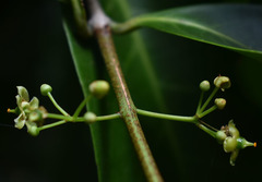 Salacia disepala
