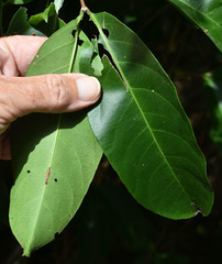 Salacia disepala
