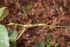 Neolasioptera nodulosa