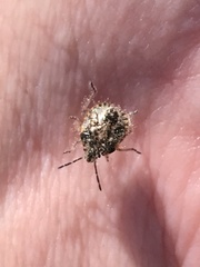 Agonoscelis puberula