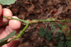 Neolasioptera nodulosa