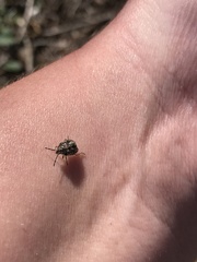 Agonoscelis puberula