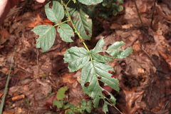 Neolasioptera nodulosa