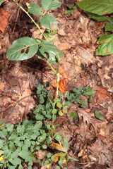 Neolasioptera nodulosa