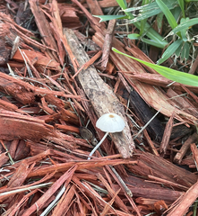 Leucocoprinus brebissonii
