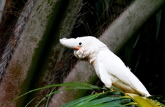 Cacatua goffiniana